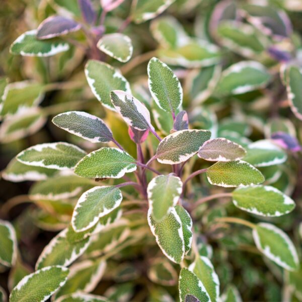 Tricolor Sage close up