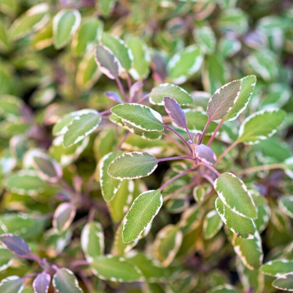 Tricolor Sage foliage
