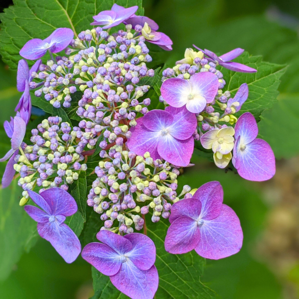 Hydrangea Twist-N-Shout - Image 2