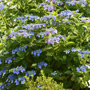 Hydrangea Twist-N-Shout