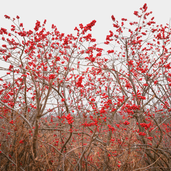 Winter Red Winterberry Holly