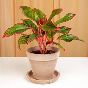 Aglaonema Siam Red