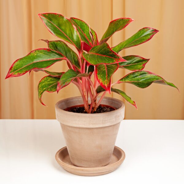 Aglaonema Siam Red in a beige pot