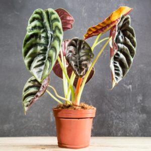 Alocasia Cuprea
