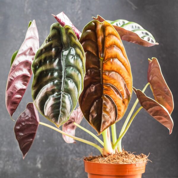 Alocasia Cuprea leaves