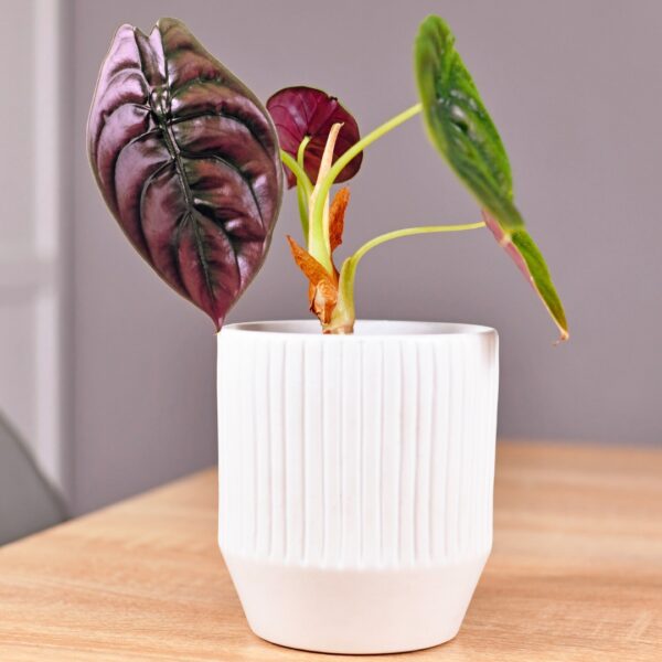 Alocasia Cuprea in a white pot