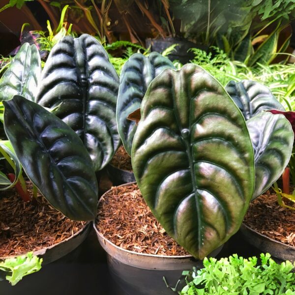 Alocasia Cuprea foliage