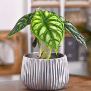 Alocasia Dragon Scale