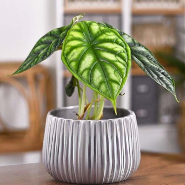 Alocasia Dragon Scale