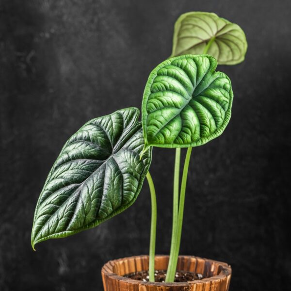 Alocasia Dragon Scale foliage