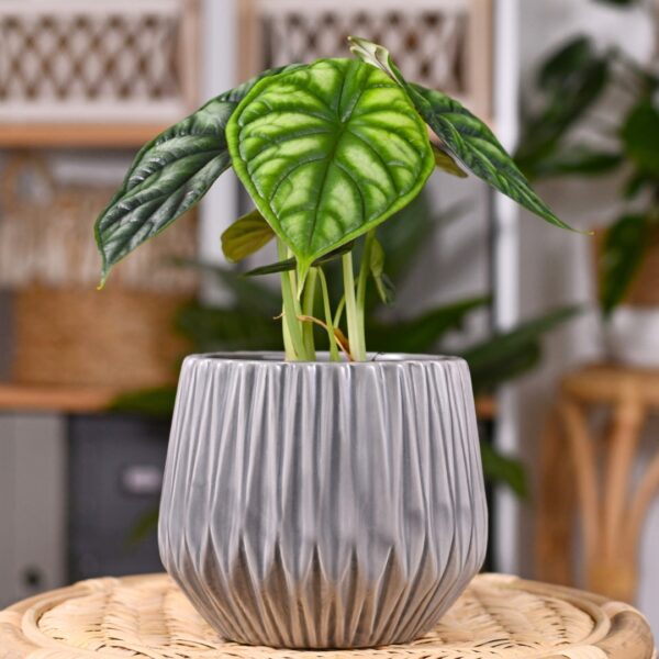 Alocasia Dragon Scale in a grey pot