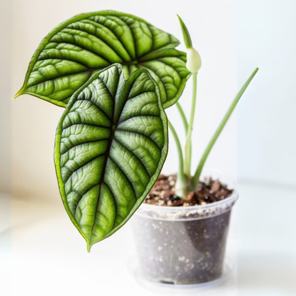 Alocasia Dragon Scale leaves