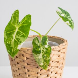 Alocasia Frydek Variegated