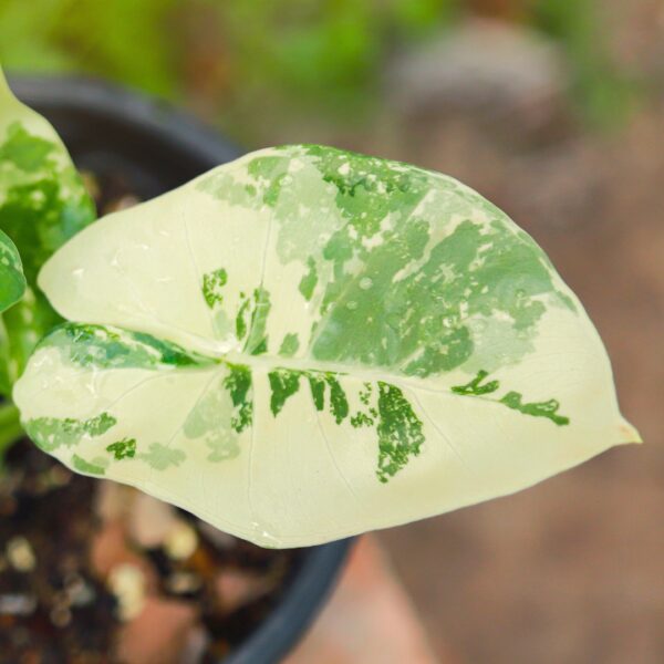 Alocasia Frydek Variegated leaf
