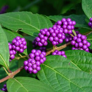 American Beautyberry