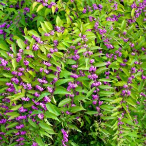 American Beautyberry