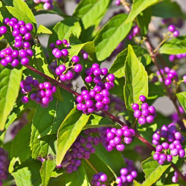 American Beautyberry berries and leaves