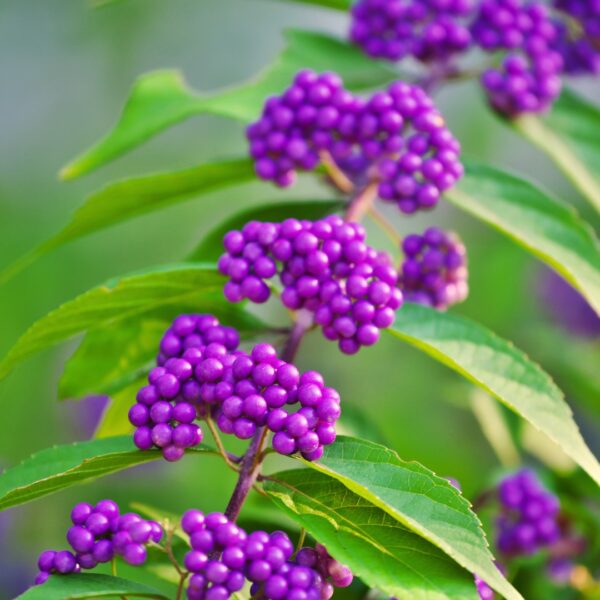American Beautyberry berries