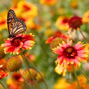 Arizona Sun Blanket Flower