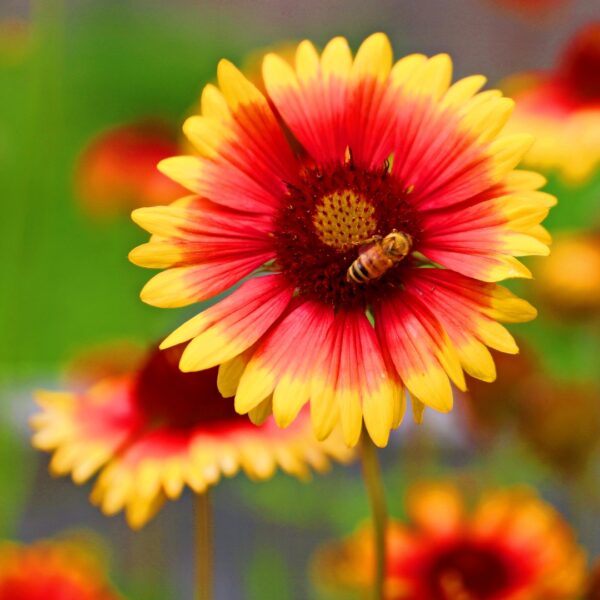 bee on an Arizona Sun Blanket Flower