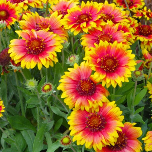 group of Arizona Sun Blanket Flowers