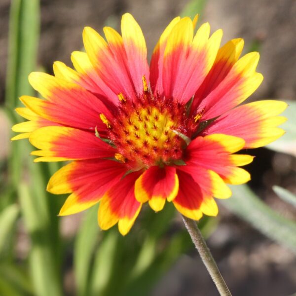 Gaillardia Arizona Sun Blanket Flower