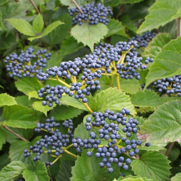 Arrowwood Viburnum berry clusters