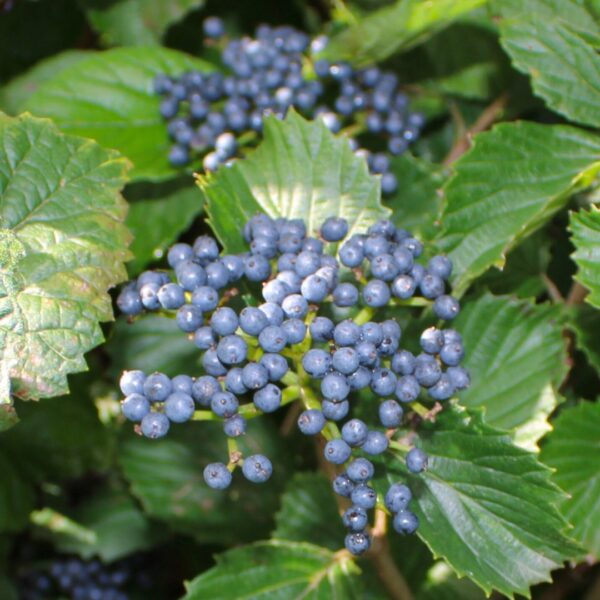 Arrowwood Viburnum berries