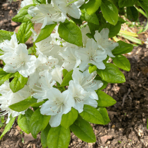 Autumn Angel Encore Azalea