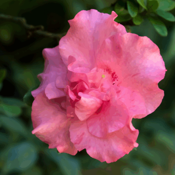 Autumn Carnation Encore Azalea - Image 2
