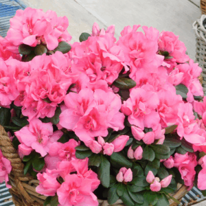 Autumn Carnation Encore Azalea