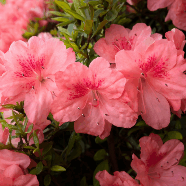 Autumn Coral Encore Azalea - Image 2
