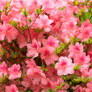 Autumn Coral Encore Azalea