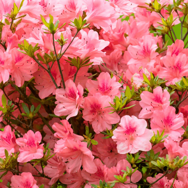 Autumn Coral Encore Azalea