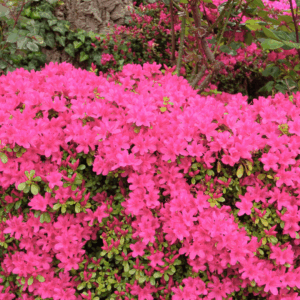 Autumn Jewel Encore Azalea