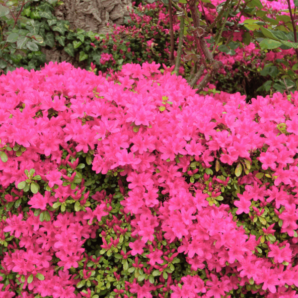 Autumn Jewel Encore Azalea