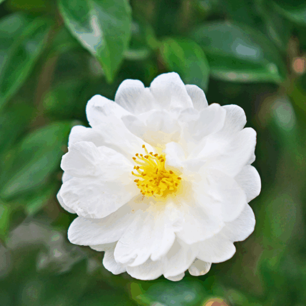 Autumn Rocket Camellia - Image 2