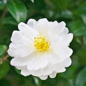 Autumn Rocket Camellia