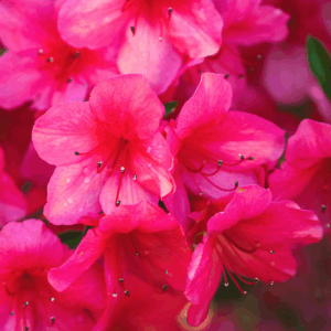 Autumn Sundance Encore Azalea