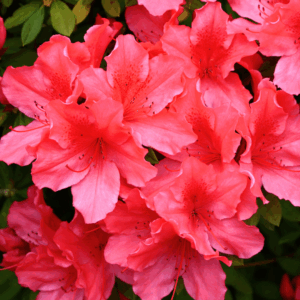 Autumn Sunset Encore Azalea