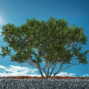 Southern Bayberry