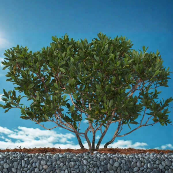 Bayberry Southern Wax Myrtle