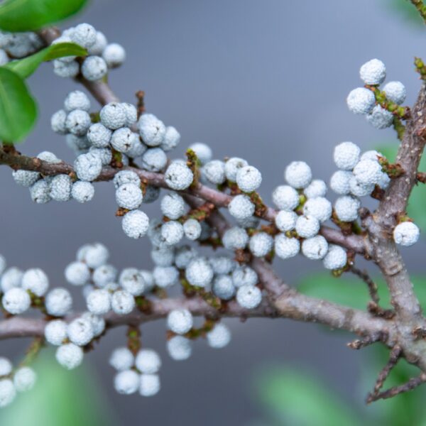 Bayberry Southern Wax Myrtle berries