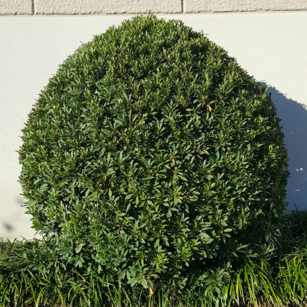 Bayberry Southern Wax Myrtle trimmed shrub