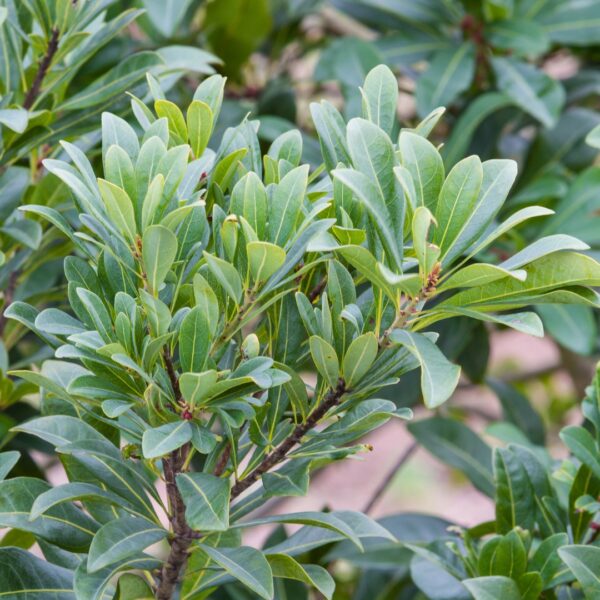 Bayberry Southern Wax Myrtle leaves