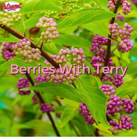 Berries With Terry 2025 Berries With Terry 2025