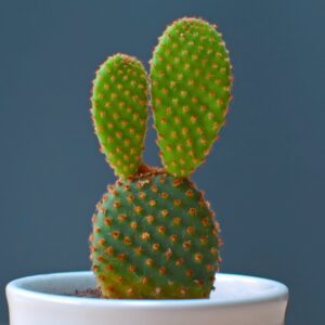Cactus Bunny Ear