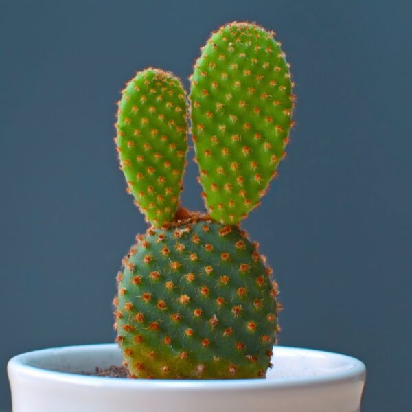 Cactus Bunny Ear
