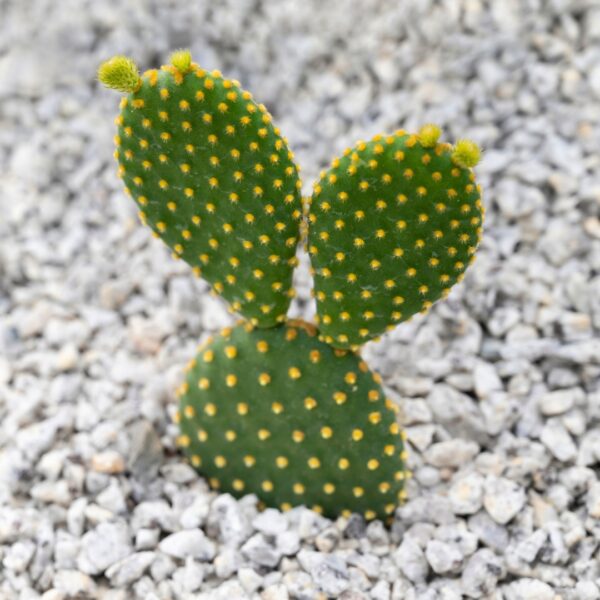 Cactus Bunny Ear in gravel