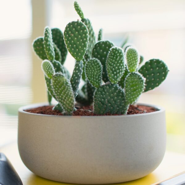 Cactus Bunny Ear in a planter